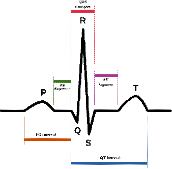 SinusRhythmLabels.png